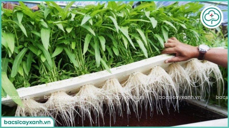 Trồng rau muống thuỷ canh